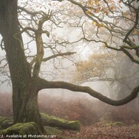 Buy canvas prints of Padley Gorge in the mist. by Craig Yates