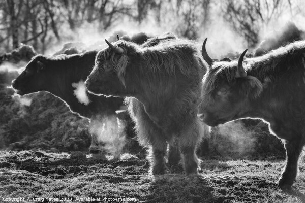 Highland Cows on a Winter Morning. Picture Board by Craig Yates