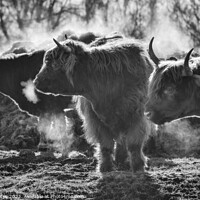 Buy canvas prints of Highland Cows on a Winter Morning. by Craig Yates