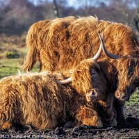 Buy canvas prints of Playful Highland Cows. by Craig Yates
