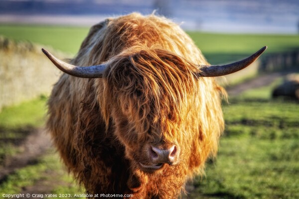  Highland Cow. Picture Board by Craig Yates