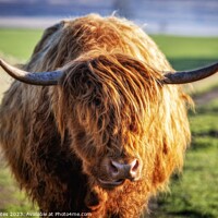 Buy canvas prints of  Highland Cow. by Craig Yates