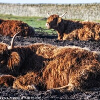 Buy canvas prints of  Highland Cows by Craig Yates