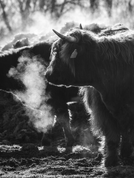 Highland cow Black and white. Picture Board by Craig Yates