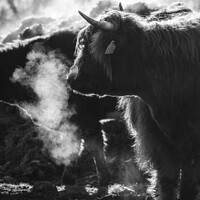 Buy canvas prints of Highland cow Black and white. by Craig Yates