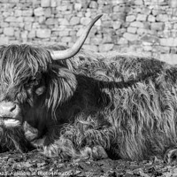 Buy canvas prints of Highland Cow laying down black and white. by Craig Yates