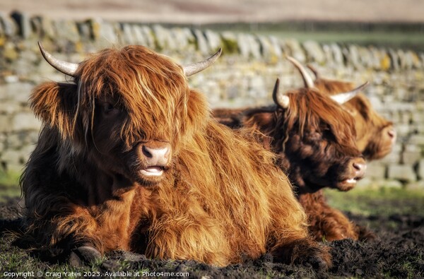 Highland Cows laying down. Picture Board by Craig Yates