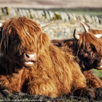 Buy canvas prints of Highland Cows laying down. by Craig Yates