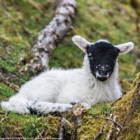 Buy canvas prints of Spring Lamb Lying Down. by Craig Yates