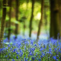 Buy canvas prints of Bluebell Woods  by Craig Yates