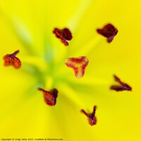 Buy canvas prints of Yellow Lilly Macro.  by Craig Yates