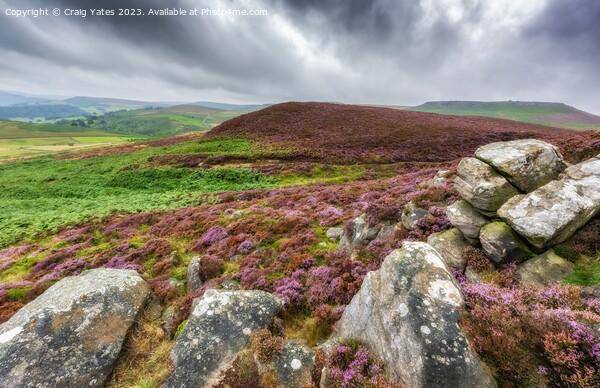 Peak District Heather. Picture Board by Craig Yates