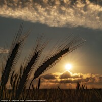 Buy canvas prints of Sunset Fields by Craig Yates