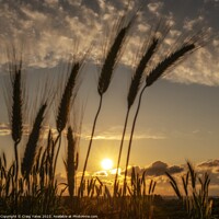 Buy canvas prints of Sunset Over A Farmers Field. by Craig Yates