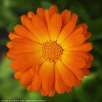 Buy canvas prints of Orange Calendula Flower. by Craig Yates