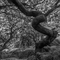 Buy canvas prints of Twisted Gnarly Tree Padley Gorge by Craig Yates