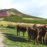 Buy canvas prints of Peak District Cows Higgar Tor by Craig Yates