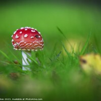 Buy canvas prints of Red Toadstool Fly agaric fungus fungi by Craig Yates