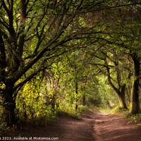 Buy canvas prints of Down The Woodland Path. by Craig Yates