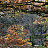Buy canvas prints of Autumn in Padley Gorge Peak District by Craig Yates
