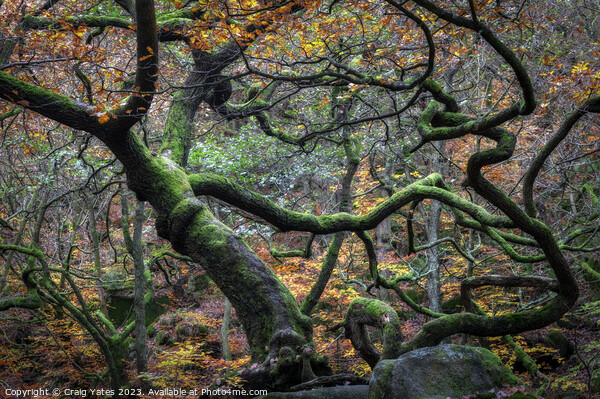 Padley Gorge Autumn Gnarly Trees. Picture Board by Craig Yates