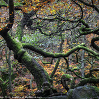 Buy canvas prints of Padley Gorge Autumn Gnarly Trees. by Craig Yates