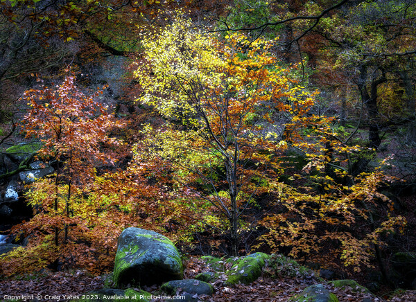 Padley Gorge Autumn Colours Picture Board by Craig Yates
