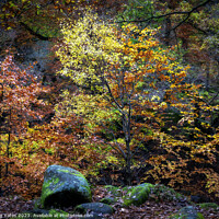 Buy canvas prints of Padley Gorge Autumn Colours by Craig Yates