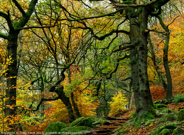 Padley Gorge Autumn Colours. Picture Board by Craig Yates