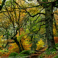Buy canvas prints of Padley Gorge Autumn Colours. by Craig Yates