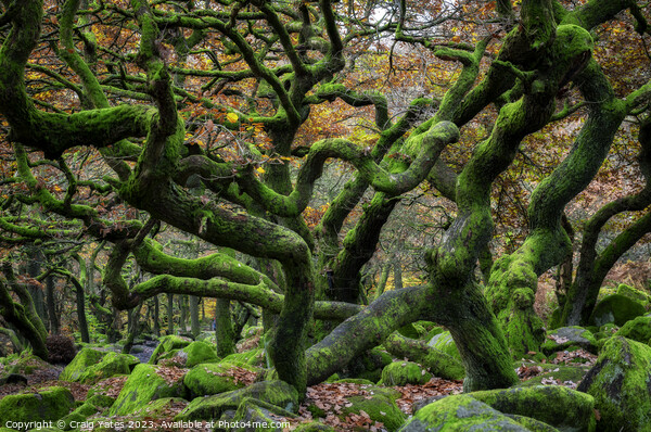 Gnarly Tree Chaos Padley Gorge Picture Board by Craig Yates
