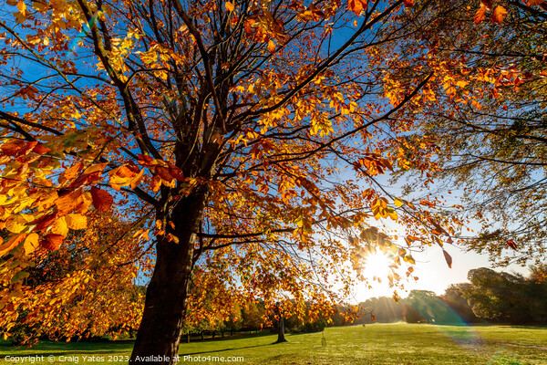 Autumn Sunshine. Picture Board by Craig Yates