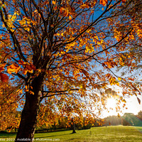 Buy canvas prints of Autumn Sunshine. by Craig Yates