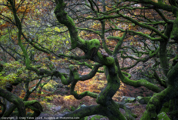 Twisted Gnarly Trees Padley Gorge Picture Board by Craig Yates