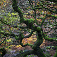 Buy canvas prints of Twisted Gnarly Trees Padley Gorge by Craig Yates