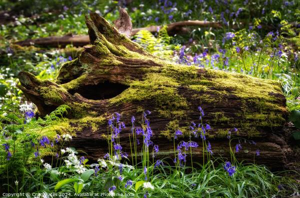 Bluebell Woods Peak District Picture Board by Craig Yates