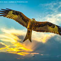 Buy canvas prints of Red Kite in Flight at Sunset by Stephen Pimm
