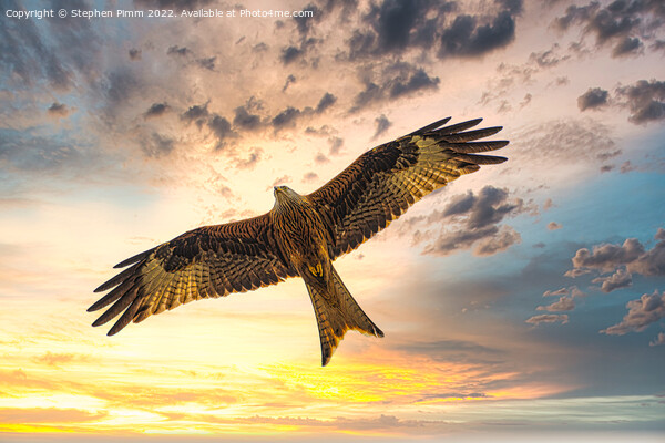 Red Kite in Flight at Sunset Picture Board by Stephen Pimm