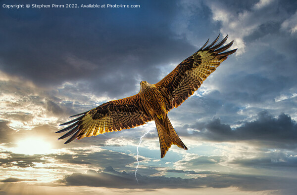 Red Kite in Flight with Lightening  Picture Board by Stephen Pimm
