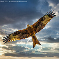 Buy canvas prints of Red Kite in Flight with Lightening  by Stephen Pimm