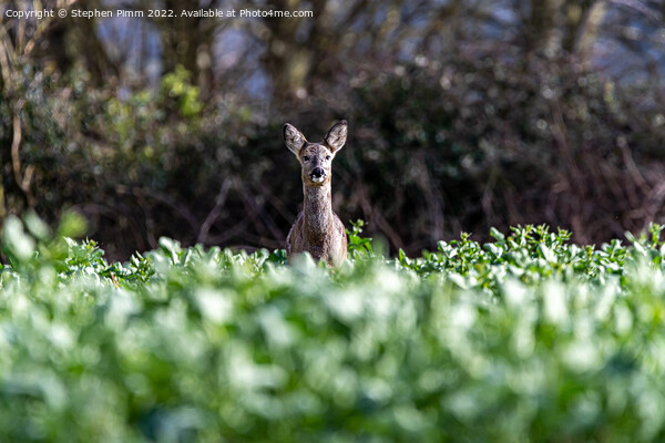 A Wild Roe Deer in a field Picture Board by Stephen Pimm
