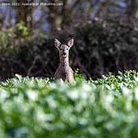 Buy canvas prints of A Wild Roe Deer in a field by Stephen Pimm