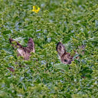 Buy canvas prints of Wild Roe Deer hiding in a field by Stephen Pimm