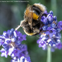 Buy canvas prints of Bee on Lavender by Stephen Pimm