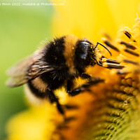 Buy canvas prints of Bee on Sunflower by Stephen Pimm