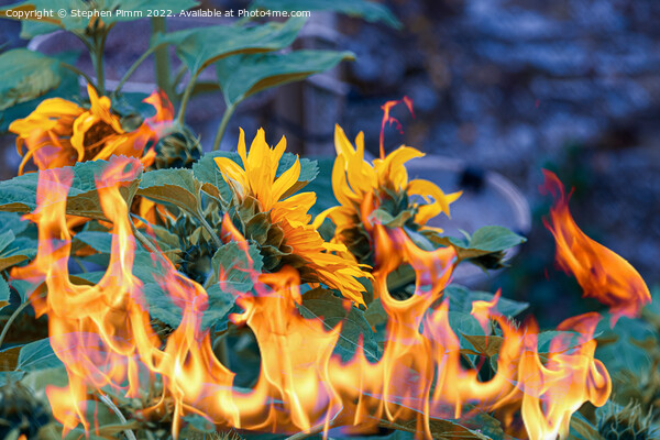 Sunflowers on fire Picture Board by Stephen Pimm