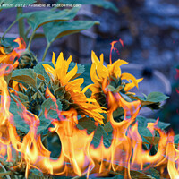 Buy canvas prints of Sunflowers on fire by Stephen Pimm