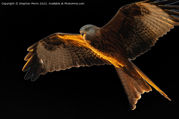 Red Kite in flight Picture Board by Stephen Pimm