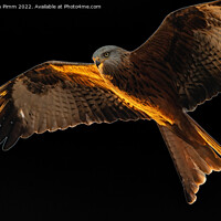 Buy canvas prints of Red Kite in flight by Stephen Pimm