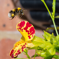 Buy canvas prints of Bee hovering over a flower by Stephen Pimm